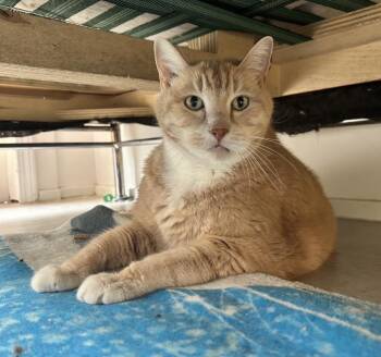 Domestic Short Hair Cats Available for Adoption in Maple Ridge, British Columbia - Pothos | PetCurious
