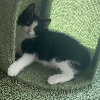 Domestic Short Hair Cats Available for Adoption in Austin, Texas - Ballpark 3 | PetCurious