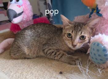 Pop -  Domestic Short Hair Cat for Adoption in Oviedo, Florida - Pop | PetCurious