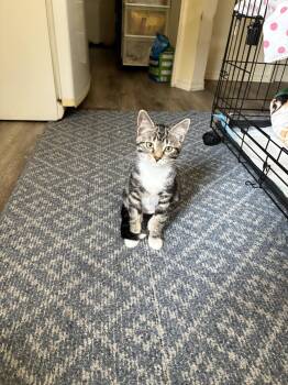 Rescue Domestic Short Hair Cats for Adoption in Abbotsford, British Columbia - Tumnus | PetCurious