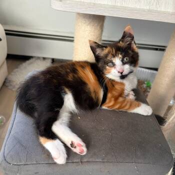 Polly -  Calico and Extra Toes Cat Hemingway Polydactyl Cat for Adoption in Mastic, New York - Polly | PetCurious