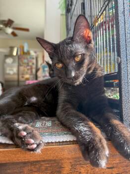 Rescue Domestic Short Hair Cats for Adoption in Vallejo, California - Artemis | PetCurious