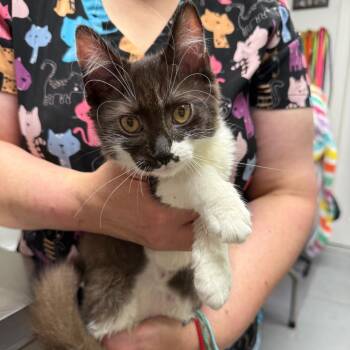 Charmander -  Domestic Medium Hair Cat for Adoption in Trenton, New Jersey - Charmander | PetCurious