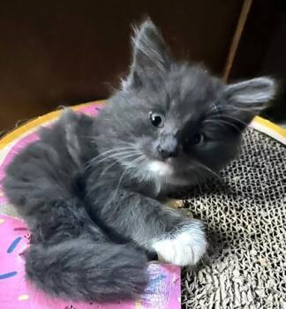 Kai -  Domestic Short Hair Cat for Adoption in New Hope, Pennsylvania - Kai | PetCurious