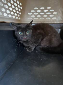 SEA SHELLS -  Domestic Short Hair Cat for Adoption in Louisville, Kentucky - SEA SHELLS | PetCurious