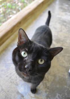 Domestic Short Hair Cats Available for Adoption in Westbrook, Connecticut - Nike | PetCurious