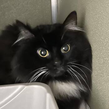 Domestic Long Hair Cats Available for Adoption in Riverwoods, Illinois - Dolly | PetCurious