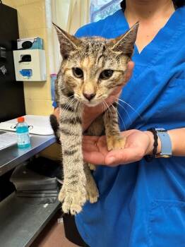 KERMIE -  Domestic Short Hair Cat for Adoption in Cookeville, Tennessee - KERMIE | PetCurious