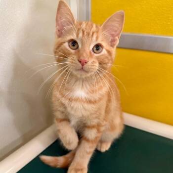 Pumpernickel -  Domestic Short Hair Cat for Adoption in Penn Yan, New York - Pumpernickel | PetCurious