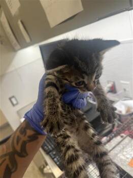 A658320 -  Domestic Short Hair Cat for Adoption in Houston, Texas - A658320 | PetCurious