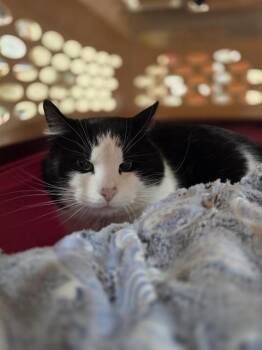 Domestic Short Hair Cats Available for Adoption - BOB | PetCurious