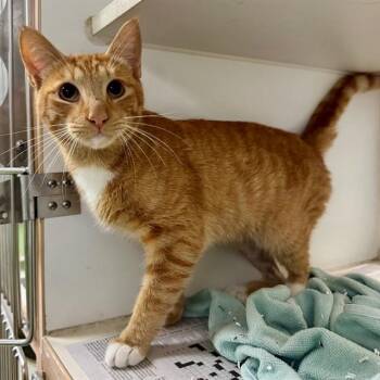 MANNY -  Domestic Short Hair Cat for Adoption in Riverside, California - MANNY | PetCurious