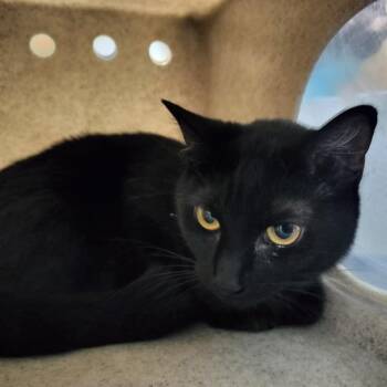 Domestic Short Hair Cats Available for Adoption in Pueblo, Colorado - GEMMA | PetCurious