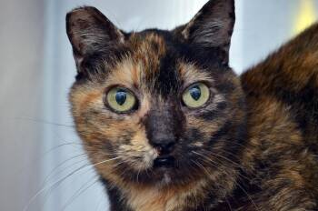 Jamie -  Domestic Short Hair Cat for Adoption in Sanford, Florida - Jamie | PetCurious