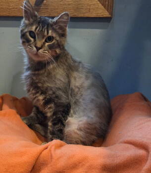 Rescue Domestic Long Hair and Tabby Cats for Adoption in Columbus, Minnesota - Jedediah | PetCurious