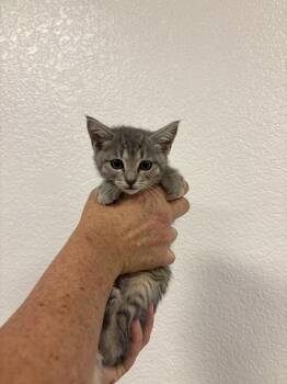 Tabby Cats Available for Adoption in Napa, California - Beaker ( BC) | PetCurious