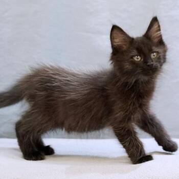 Bear -  Domestic Long Hair Cat for Adoption in Maynardville, Tennessee - Bear | PetCurious