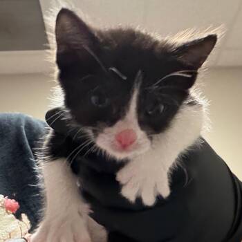 Domestic Short Hair Cats Available for Adoption in Yuma, Arizona - Dahlia | PetCurious