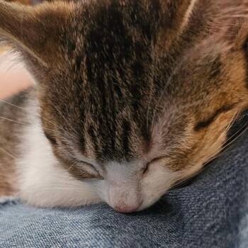 Curacao -  Domestic Short Hair Cat for Adoption in Grand Rapids, Minnesota - Curacao | PetCurious