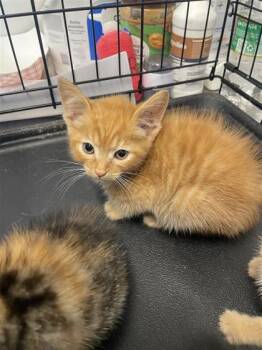 Jake -  Domestic Short Hair Cat for Adoption in West Chester, Pennsylvania - Jake | PetCurious