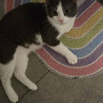 Domestic Short Hair Cats Available for Adoption - Draco | PetCurious