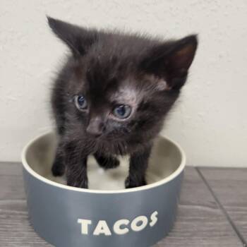 Paintbrush -  Domestic Short Hair Cat for Adoption in Incline Village, Nevada - Paintbrush | PetCurious