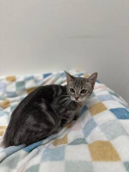 Go-Go -  Tabby Cat for Adoption in Newberg, Oregon - Go-Go | PetCurious