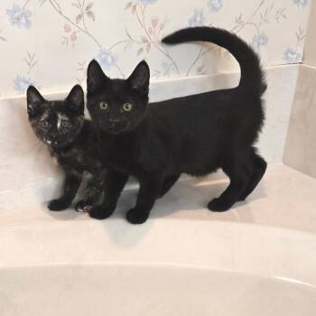 Anubis -  Domestic Short Hair Cat for Adoption in Fort Worth, Texas - Anubis | PetCurious