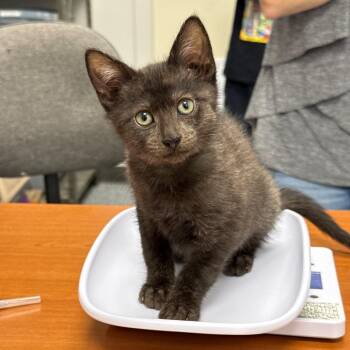 Bo -  Domestic Short Hair Cat for Adoption in Spring Hill, Kansas - Bo | PetCurious