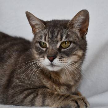Domestic Short Hair Cats Available for Adoption in Johnson City, Tennessee - Katara | PetCurious