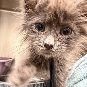 Norbert -  Domestic Long Hair Cat for Adoption in Mentor, Ohio - Norbert | PetCurious