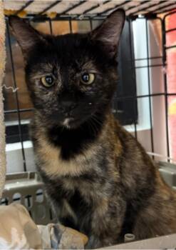 Daisy Deville -  Tortoiseshell Cat for Adoption in Chandler, Arizona - Daisy Deville | PetCurious