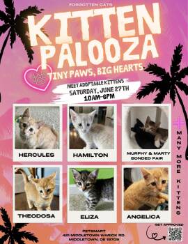 Kitten Palooza at Middletown PetSmart June 27 -  Domestic Short Hair Cat for Adoption in Greenville, Delaware - Kitten Palooza At Middletown PetSmart June 27 | PetCurious