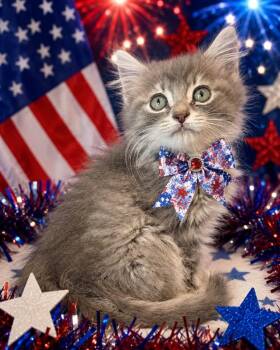 Stormy -  Domestic Long Hair Cat for Adoption in Nashville, Georgia - Stormy | PetCurious