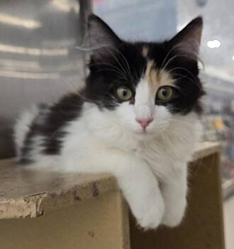 Feather and Jewel (bonded sisters) -  Domestic Long Hair Cat for Adoption in Millville, Utah - Feather And Jewel (bonded Sisters) | PetCurious