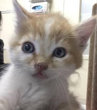 LUNA -  Domestic Short Hair Cat for Adoption in Riverside, California - LUNA | PetCurious