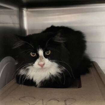 Geothermal -  Domestic Medium Hair Cat for Adoption in Salt Lake City, Utah - Geothermal | PetCurious