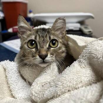 Domestic Medium Hair Cats Available for Adoption in Tempe, Arizona - Mort | PetCurious