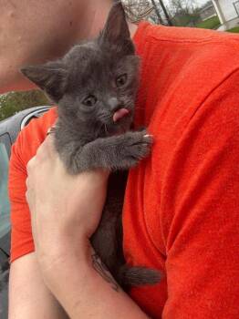 Dusty -  Domestic Short Hair Cat for Adoption in Oak Park, Michigan - Dusty | PetCurious