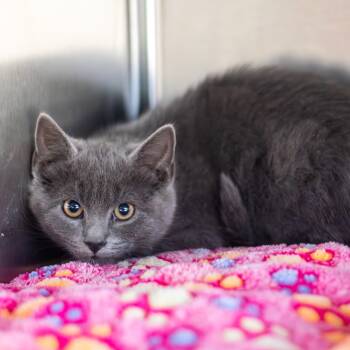Rescue Domestic Short Hair Cats for Adoption in Wilmington, Delaware - Sirocco | PetCurious