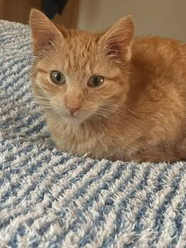 Domestic Short Hair Cats Available for Adoption - Rusty | PetCurious