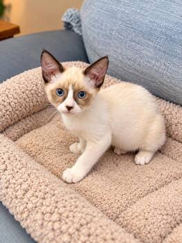 Jilly -  Siamese Cat for Adoption in Napa, California - Jilly | PetCurious