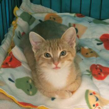 Fang -  Domestic Short Hair Cat for Adoption in Plover, Wisconsin - Fang | PetCurious