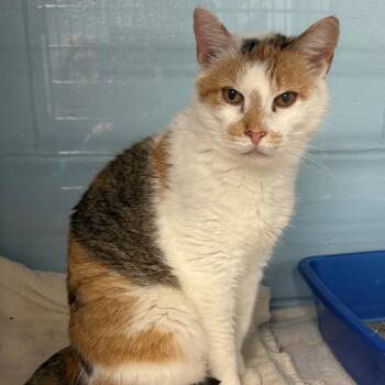 Domestic Short Hair Cats Available for Adoption in East Hanover, New Jersey - Isles | PetCurious