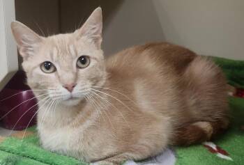 Creamsicle -  Domestic Short Hair Cat for Adoption in Little Rock, Arkansas - Creamsicle | PetCurious