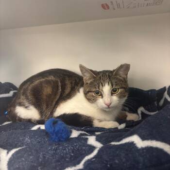 Domestic Short Hair Cats Available for Adoption - George | PetCurious
