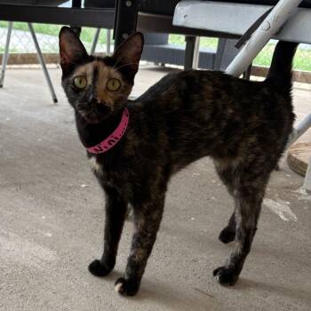 Rescue Domestic Short Hair Cats for Adoption in Laredo, Texas - Nini | PetCurious