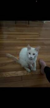 Best Boy Blanqui -  Siamese Cat for Adoption in Randolph, Massachusetts - Best Boy Blanqui | PetCurious