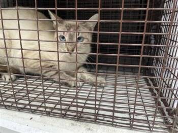 A656742 -  Domestic Short Hair Cat for Adoption in Houston, Texas - A656742 | PetCurious