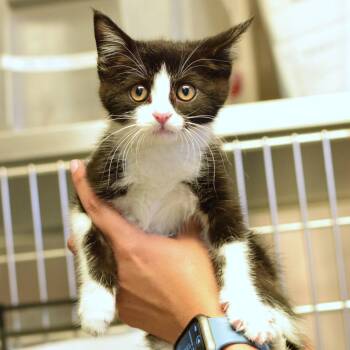 Storm -  Domestic Short Hair Cat for Adoption in Belleville, Illinois - Storm | PetCurious